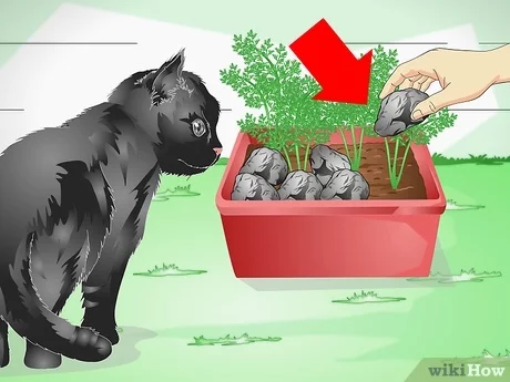 6 consejos para proteger tus plantas de los gatos