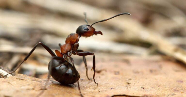Adiós hormigas: el método infalible contra intrusos domésticos