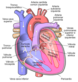 Anatomía del corazón: Funcionamiento de sus partes