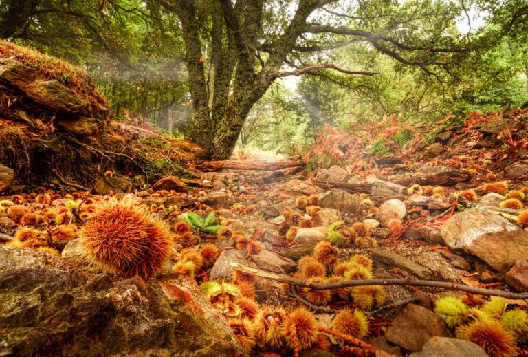 Bosques otoñales: La impresionante selección de National Geographic