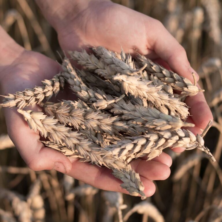 El gluten de trigo: ¿beneficioso o perjudicial?