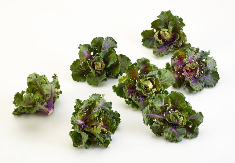 Innovación verde: Kale púrpura y coles de Bruselas, la nueva era de las hortalizas