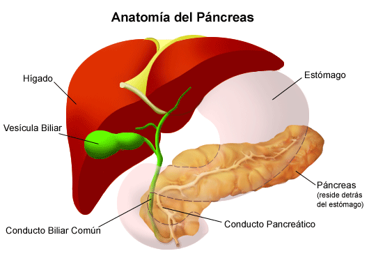 Páncreas: Función y estructura reveladas